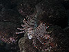 ~mJTS wFPterois lunulata