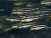 SYC wFPlotosus lieatus