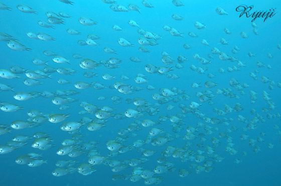 XY_C wFChromis notata