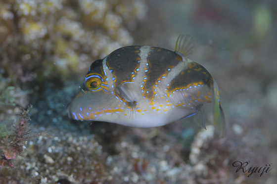 niL`NtO wFCanthigaster coronata