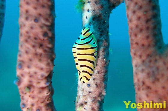 �g���t�P�{���^�J���K�C �w���FCuspivdva tigris