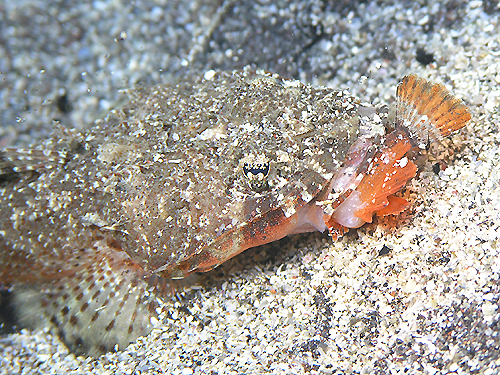 ZxXS`@w:Thysanophrys seledica