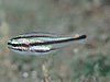 コスジイシモチ 学名：Apogon endekataenia