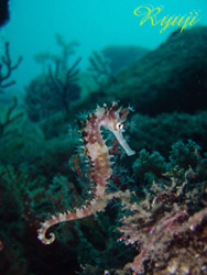 Co^c w Hippocampus histrix