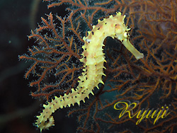 Co^c w Hippocampus histrix