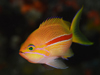 XWni_C wFPseudanthias fasciatus