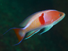 AJIrni_C wFPseudanthias rubrizonatus