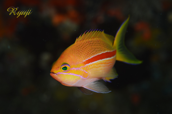 XWni_C wFPseudanthias fasciatus