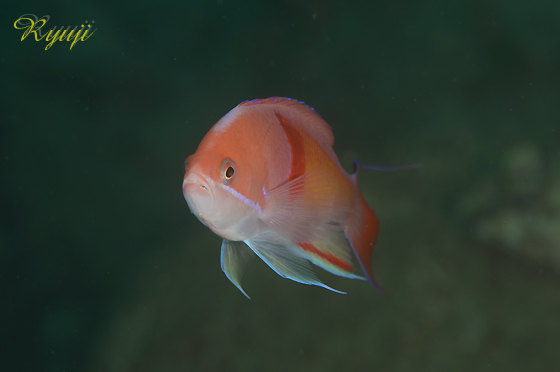 AJIrni_C wFPseudanthias rubrizonatus