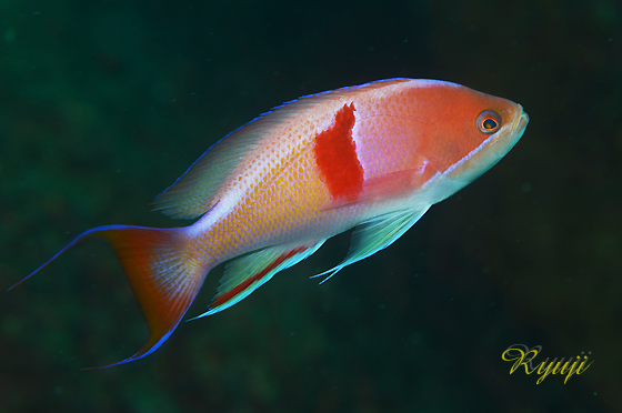 AJIrni_C wFPseudanthias rubrizonatus