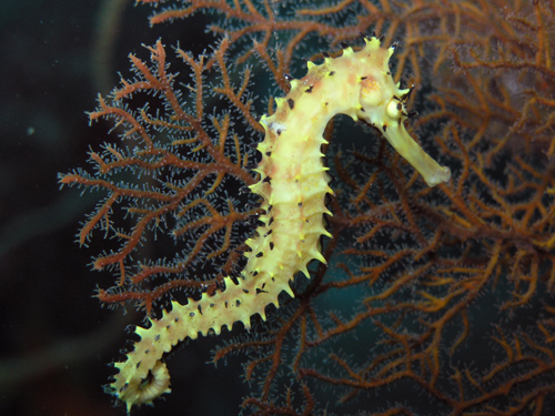 Co^c w Hippocampus histrix