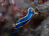 AIE~EV@w:Hypselodoris festiva