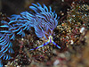 Jf~mE~EV@wFPteraeolidia ianthina