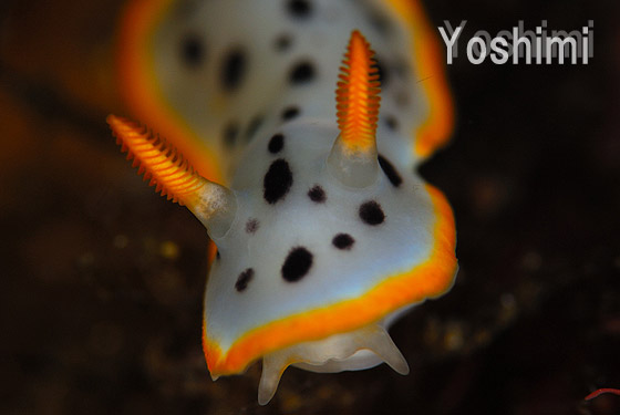 VE~EV@wFChromodoris orientalis