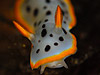 VE~EV@wFChromodoris orientalis