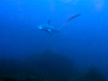 j^@w Alopias pelagicus