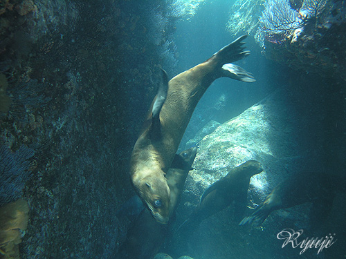 JtHjAAVJ@w:Zalophus californianus