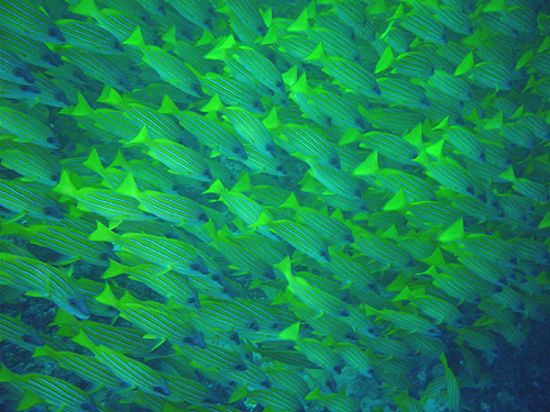 XWtG_C@w:Lutjanus kasmira