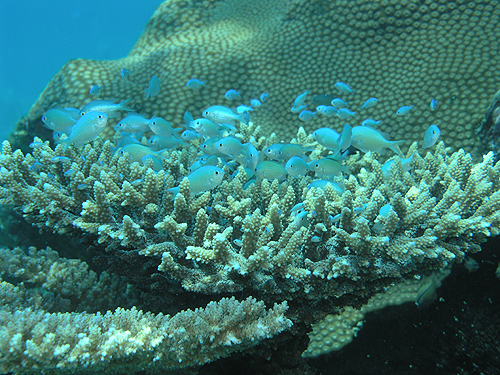 foXY_C wFChromis viridis