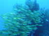 LZtG_C wFLutjanus lutjanus