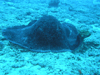 }_GC wFTaeniura melanospila