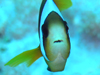 }_KXJAlltBbV wFAmphiprion latifasciatus