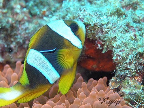 }_KXJAlltBbV wFAmphiprion latifasciatus