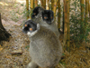 マダガスカルの生き物
