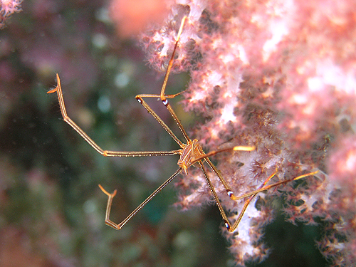 Ig}Gr w:Chirostylus ortmanii 