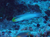 AJn`n[ w:Valenciennea strigata