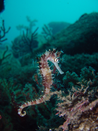 �C�o���^�c �w�� Hippocampus histrix