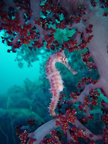 �C�o���^�c �w�� Hippocampus histrix
